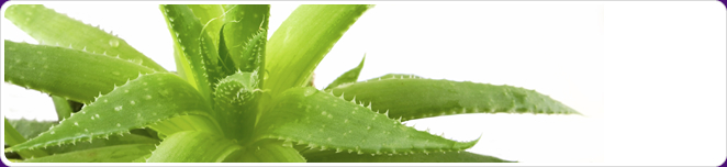 Aloe Vera