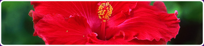 Hibiscus