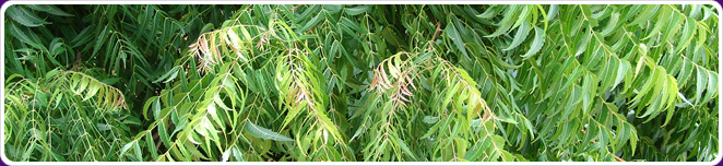 Neem