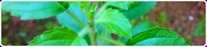 Tulsi