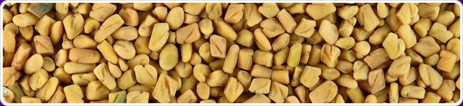 Fenugreek