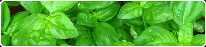 Basil