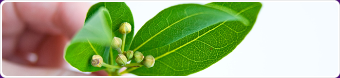 Bay Leaf