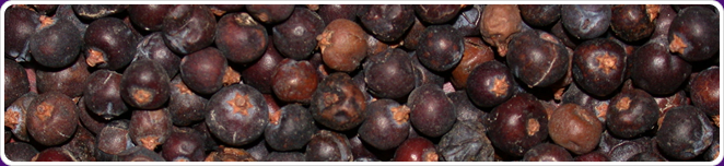 Juniper Berry