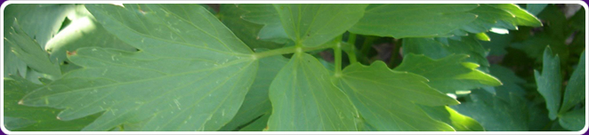 Lovage
