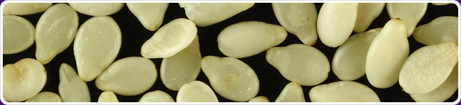 White Sesame